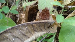 Ariadne ariadne indica