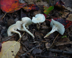 Cuphophyllus angustifolius