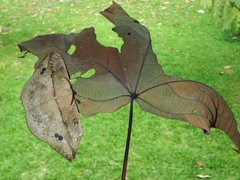 Sphingognatha asclepiades