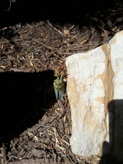 Cicadidae