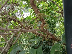 Ficus auriculata