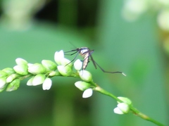 Psorophora longipalpus