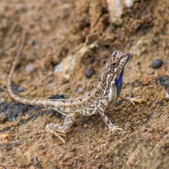 Sitana ponticeriana