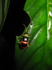 Paratriarius