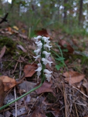 Spiranthes niklasii