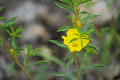 Oenothera serrulata