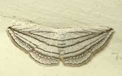 Scopula opicata