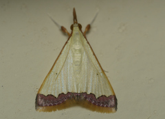 Autocharis