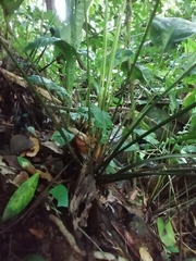 Spathiphyllum fulvovirens