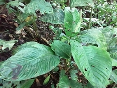 Spathiphyllum fulvovirens