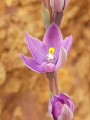 Thelymitra macrophylla