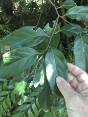 Cryptocarya onoprienkoana