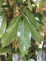 Cryptocarya onoprienkoana