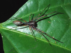 Utivarachna fukasawana