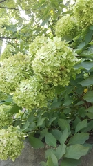 Hydrangea