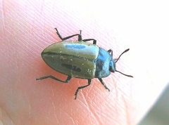 Iphiclus bilineatus