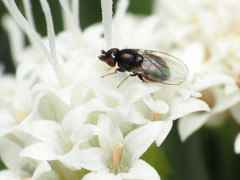 Paramyia