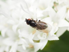 Paramyia