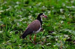 Vanellus crassirostris