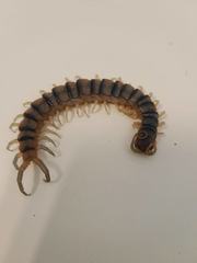 Scolopendra polymorpha