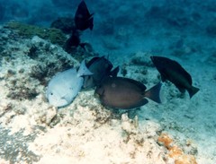 Acanthurus coeruleus