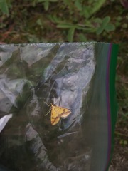 Choristostigma plumbosignalis