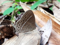 Mycalesis janardana