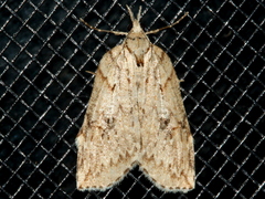 Neoteristis paraphanes