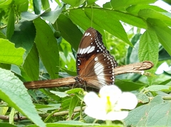 Hypolimnas bolina