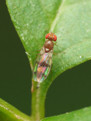 Chymomyza amoena
