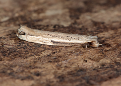 Erechthias hemiclistra