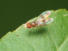 Chymomyza amoena