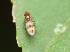Chymomyza amoena