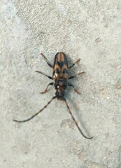 Martinsellus signatus