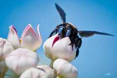 Xylocopa sulcatipes