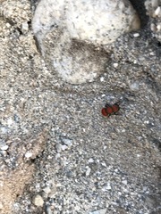 Pseudomethoca anthracina