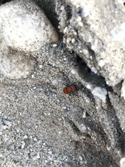 Pseudomethoca anthracina