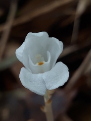 Didymoplexis pallens