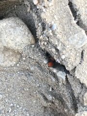 Pseudomethoca anthracina