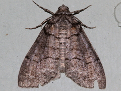 Smyriodes aplectaria