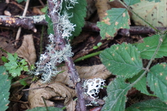 Usnea glabrata