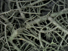 Usnea glabrata