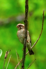 Crithagra reichenowi