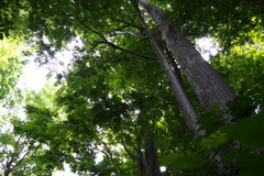 Pterocarya rhoifolia