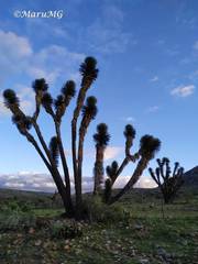 Yucca decipiens
