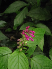 Salvia tortuosa