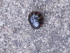Arthrosphaera