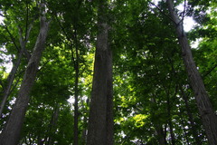 Pterocarya rhoifolia