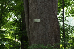 Pterocarya rhoifolia