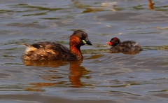 Tachybaptus ruficollis
